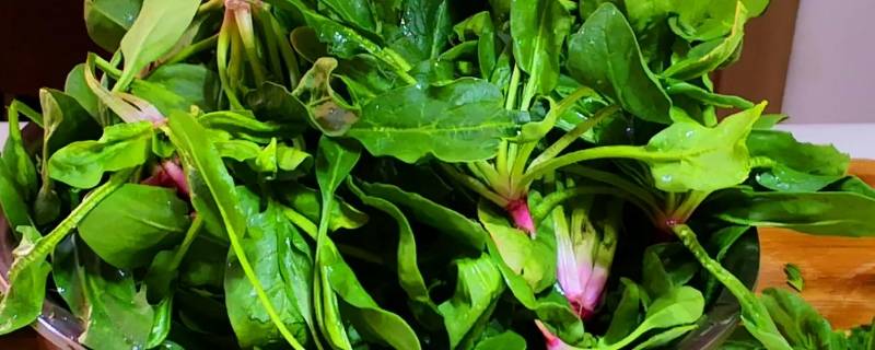 菠菜的吉祥寓意（菠菜象征着什么）