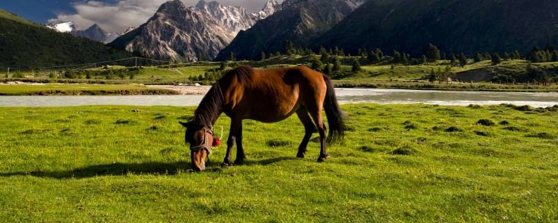 关于马的吉祥话 关于马的吉祥话大全