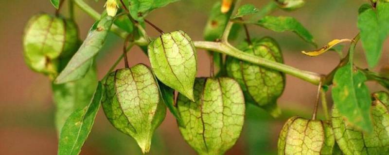 菇娘学名是什么 东北菇娘学名是什么