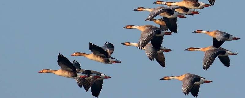 大雁阿卡的性格特点 大雁阿卡的性格特点及事例