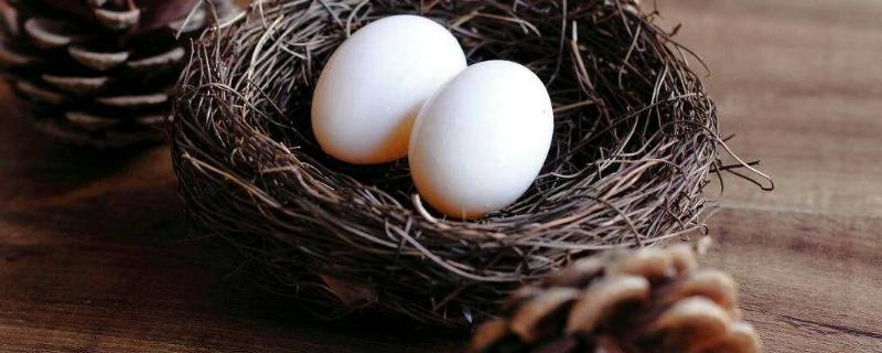 鸽子蛋如何保存还能孵 鸽子蛋能保存了再孵吗