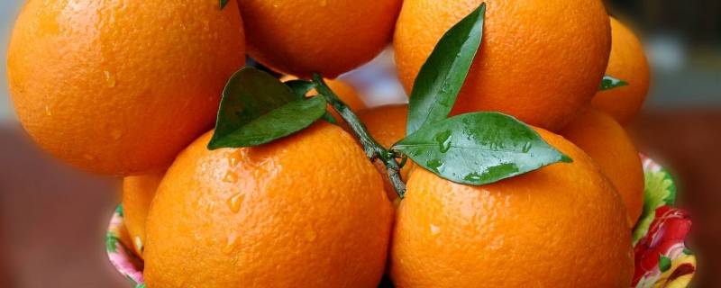 关于橙子的吉祥语（关于橙子的吉祥语句）