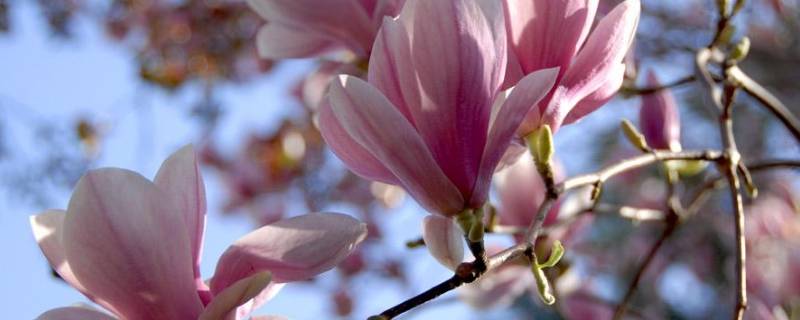 春天紫外线强吗（春天阴天有紫外线吗）