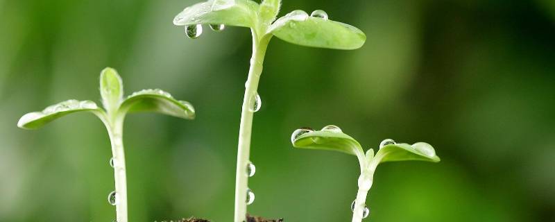 春天早上问候语 春天早上问候语图片