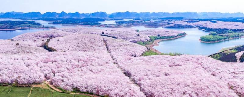 贵州万亩樱花在什么地方（贵州万亩樱花在什么地方图片）