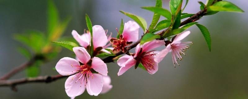 春天的活动主题名称（春天的活动主题名称幼儿园）