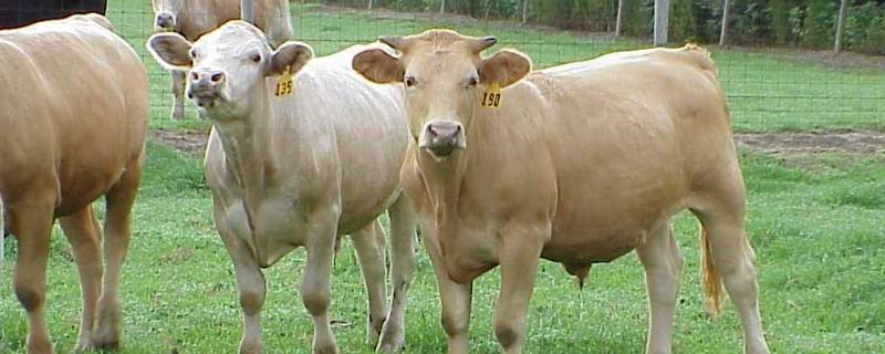 跟牛有关的名字（跟牛有关的名字男孩）