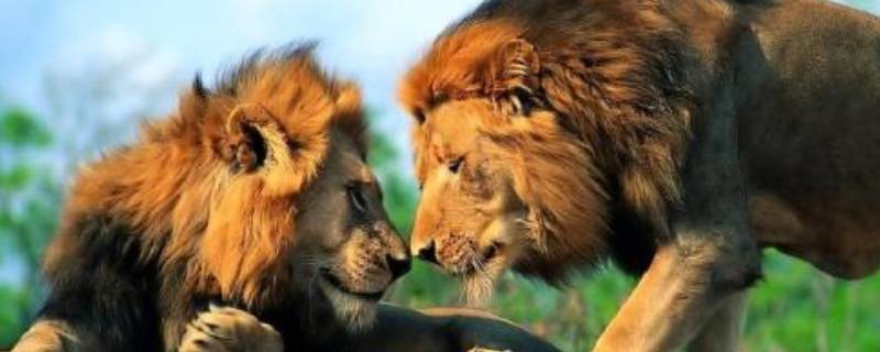 关于狮子的吉祥语 关于狮子的吉祥语有哪些