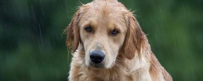 狗和狼怎么区分 狗和狼怎么区分图片