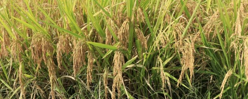 水稻的发源地 水稻的发源地具体在哪里