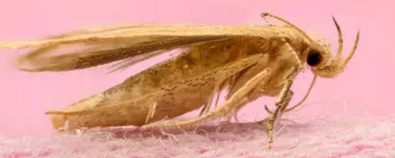 皮蠹虫怎么消灭 皮蠹的幼虫怎么消灭