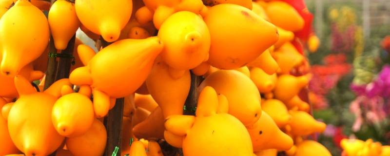 五代同堂果可以吃吗（五代同堂果有什么作用）