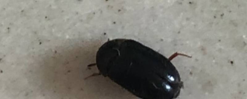 卧室有黑色硬壳小虫源头在哪 卧室有黑色硬壳小虫源头在哪身上有棕色条纹