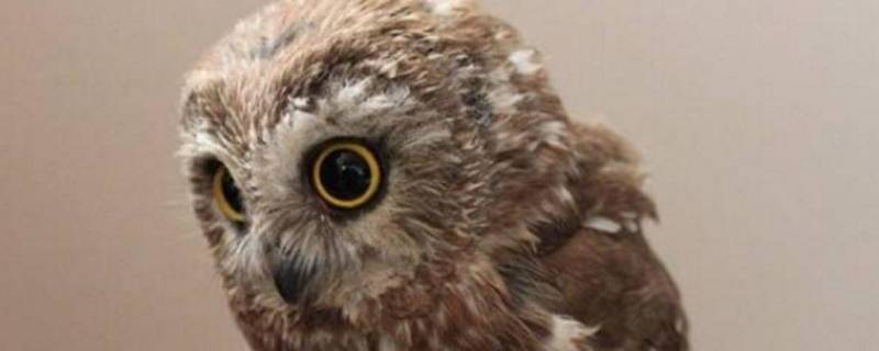 猫头鹰品种（猫头鹰品种图片大全）