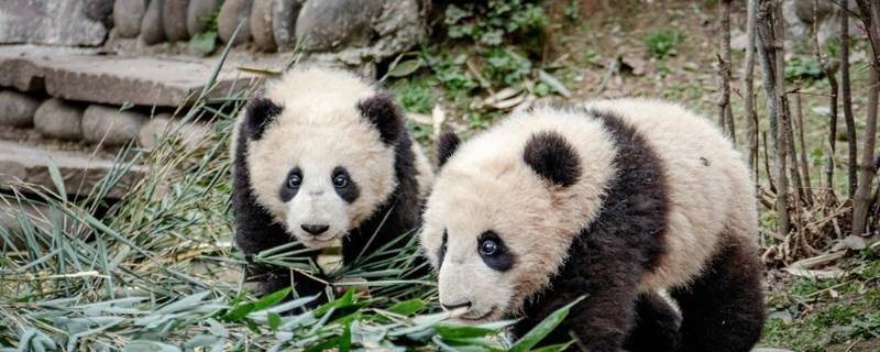 怎么介绍大熊猫 怎么介绍大熊猫的外形