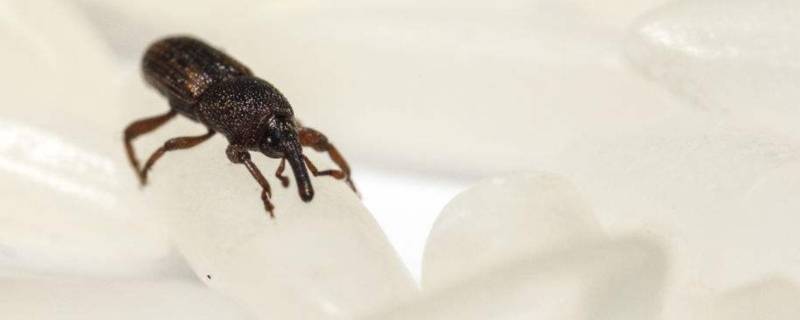 米象跑到卧室怎么消灭（米象爬满家里怎样消除）