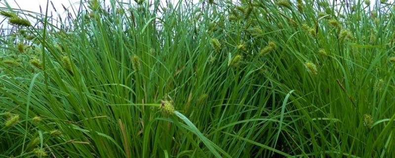 乌拉草有什么用处（乌拉草对人体的功效）