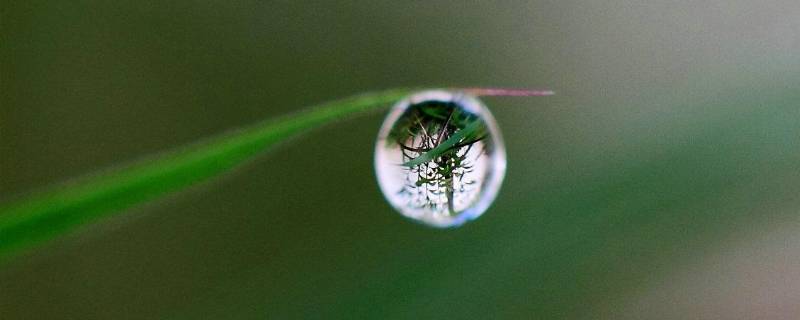 露珠精神是指什么 露珠精神的意思