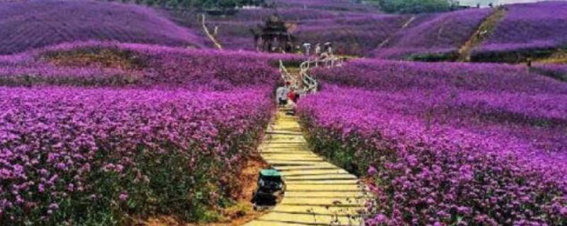 安顺花海风景区在哪里（安顺花海风景区在哪里啊）