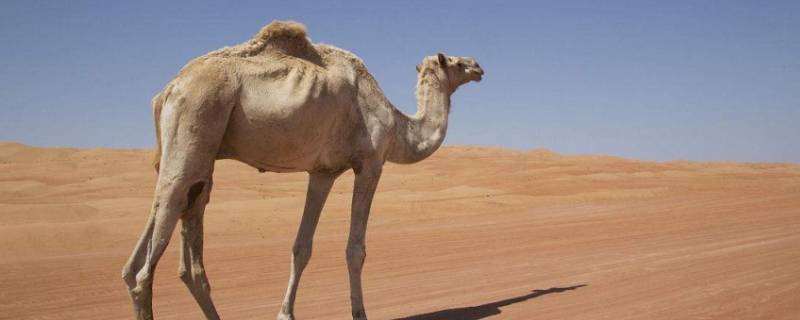 骆驼的家在哪里（骆驼的家在哪里一年级）