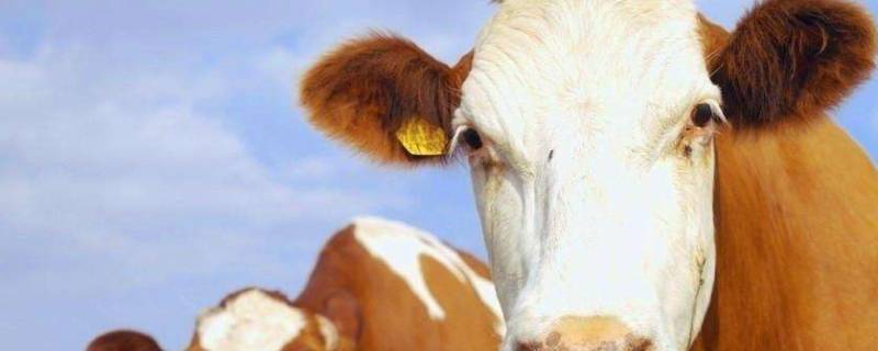 牛毛怎么快速清除（牛毛怎么快速清除掉）