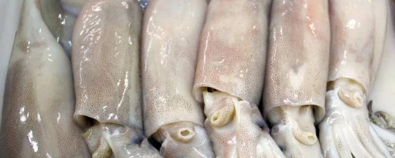 乌贼怎么处理（籽乌乌贼怎么处理）