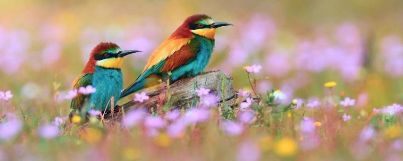 10种代表春天的动物 10种代表春天的动物图片