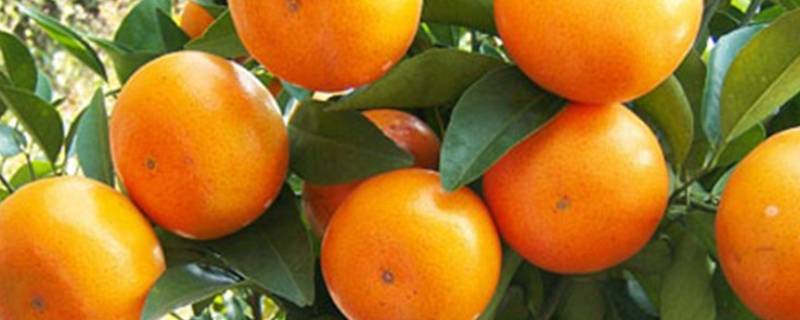 乌柑和沃柑什么区别 乌柑和沃柑什么区别图片