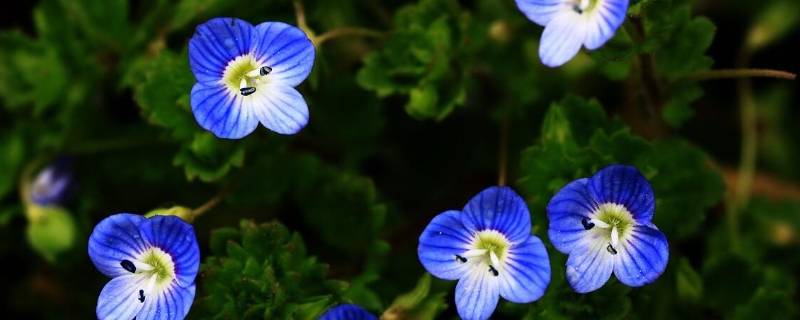 阿拉伯婆婆纳名字由来（阿拉伯婆婆纳为什么叫这个名字）