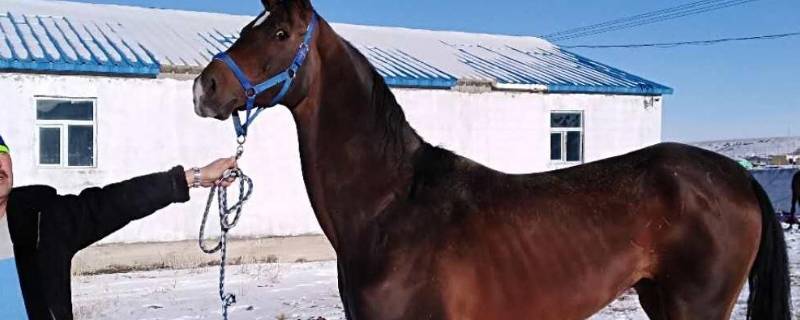 马的家被称为什么 马家的由来