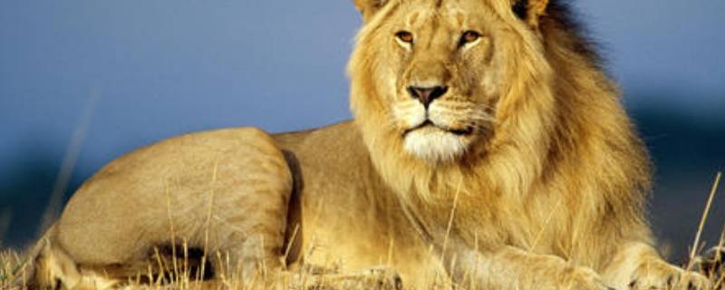 动物的由来（12生肖的真实来历故事）