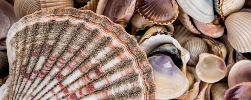 大贝壳叫什么名字 河蚌