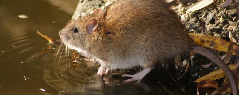 老鼠在天花板上怎样去除 老鼠在天花板上怎样去除下面是床上睡觉