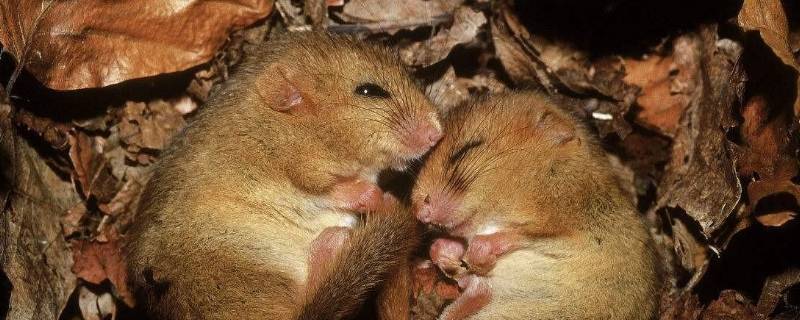 冬眠动物有哪些动物 冬眠动物有哪些动物图片