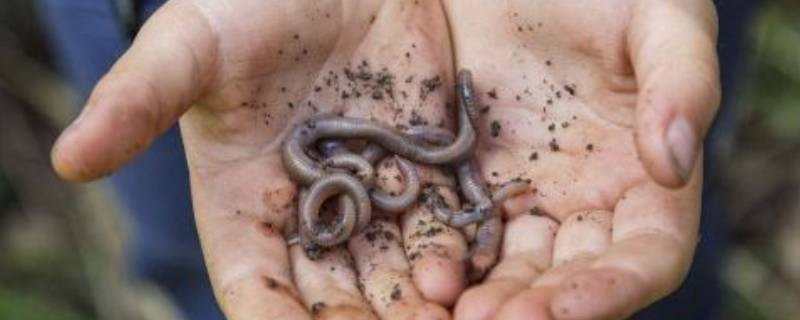 冬天有蚯蚓吗（冬天有蚯蚓吗图片）