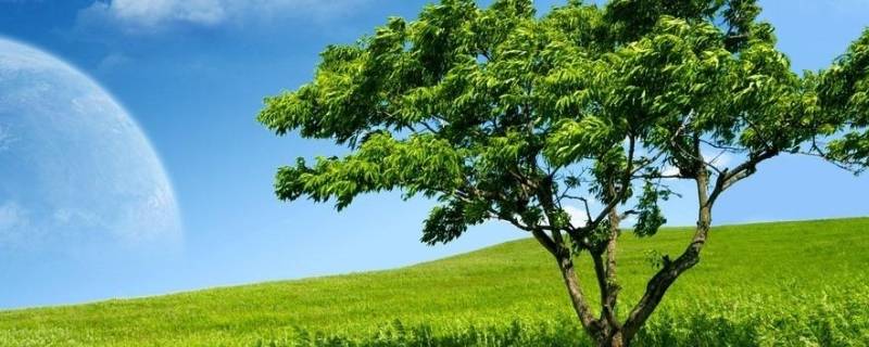 大树的由来 大树的由来故事