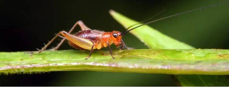 促织是蟋蟀还是蝈蝈 蝈蝈俗称什么