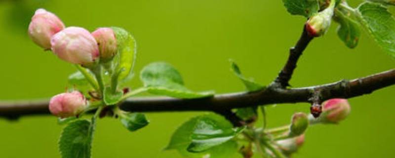 春天的由来 春天的由来的传说