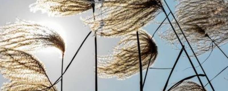 冬天的风为什么叫朔风 冬天的风为啥叫朔风