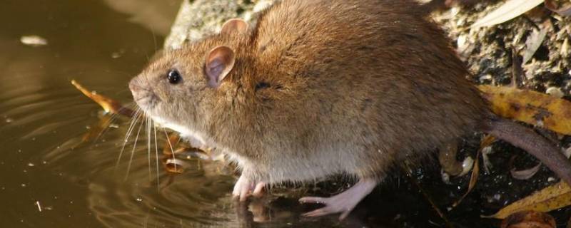 房间有老鼠怎么处理 房间有老鼠怎么处理最好