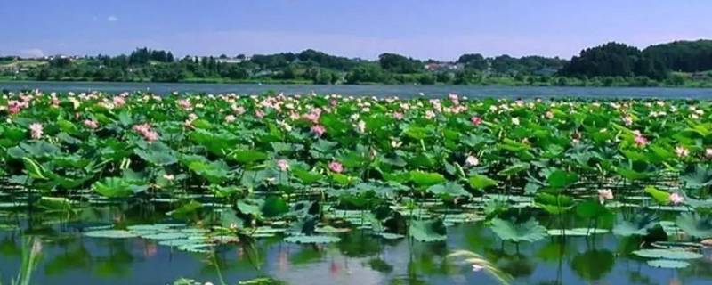 白洋淀由来 白洋淀的由来