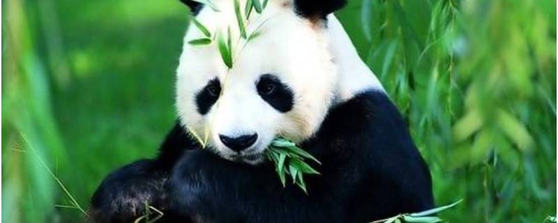 大熊猫的由来 大熊猫的由来是什么