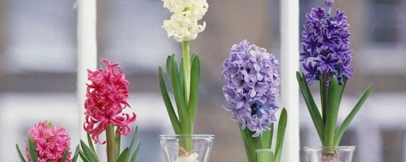 风信子夹箭是什么意思 风信子夹箭是什么样子