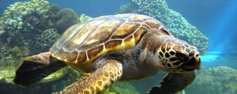 什么动物长命（什么动物长命打一生肖）