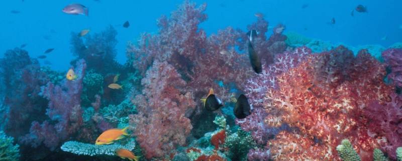 大海有什么植物或动物 大海有什么植物或动物图片