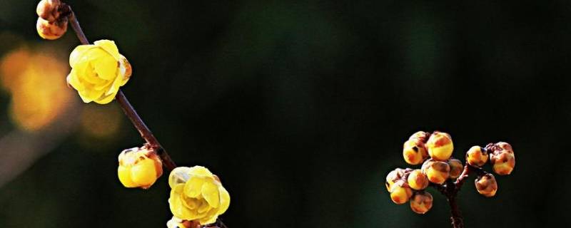 冬天里的腊梅怎么形容 冬天里的腊梅怎么形容好看