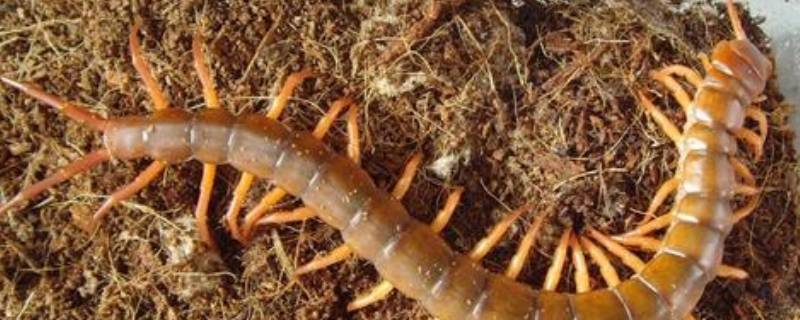 蜈蚣是什么动物（蚯蚓是什么动物）