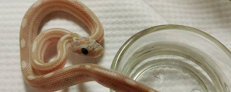 冬天蛇会出来吗 冬天蛇会不会出来