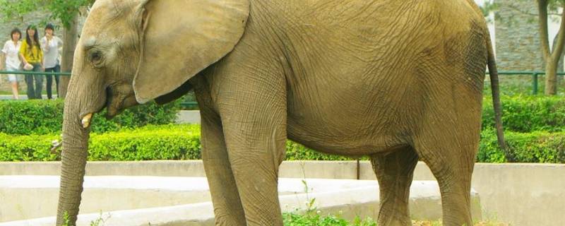 象代表什么象征意义（大象的摆放禁忌）