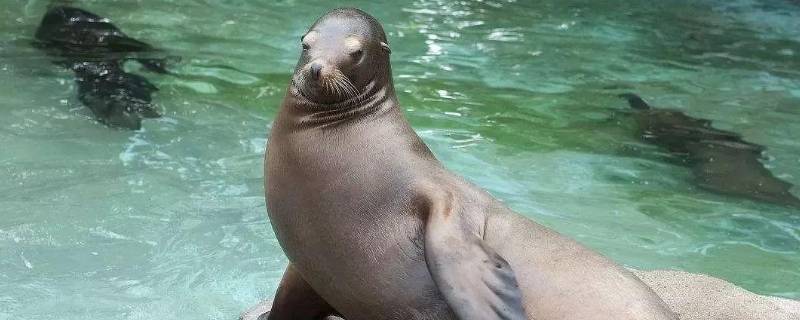 到南方的动物有哪些（冬天飞到南方的动物有哪些）